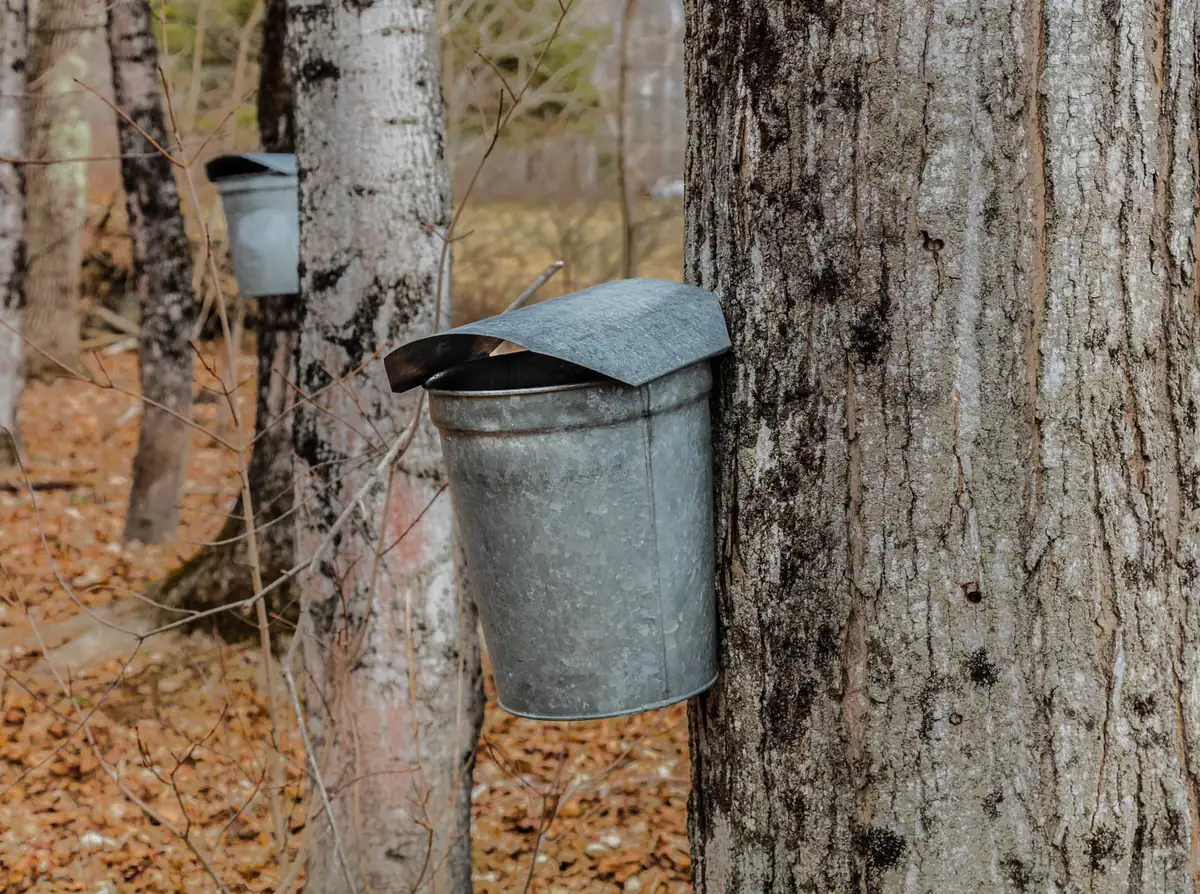 Metal sap buckets with peaked lids hanging from maple trunks in a leafless woodland floored with brown leaves.