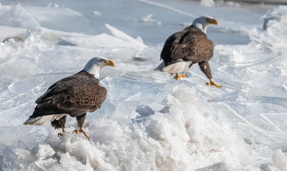 Two adult bald eagles standing on broken plates of river ice