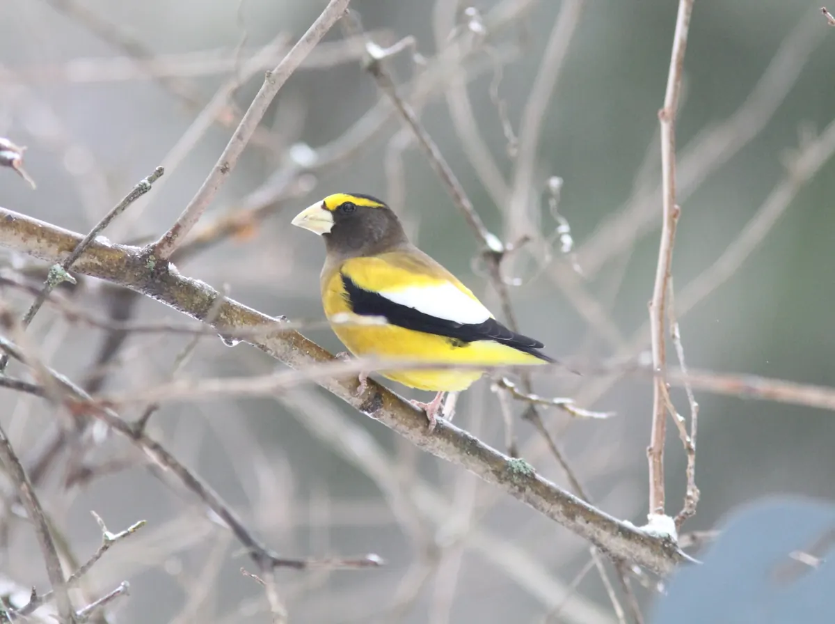 A male evening grosbeak with a yellow brow and white wing patch perched on a bare twig dusted with snow.