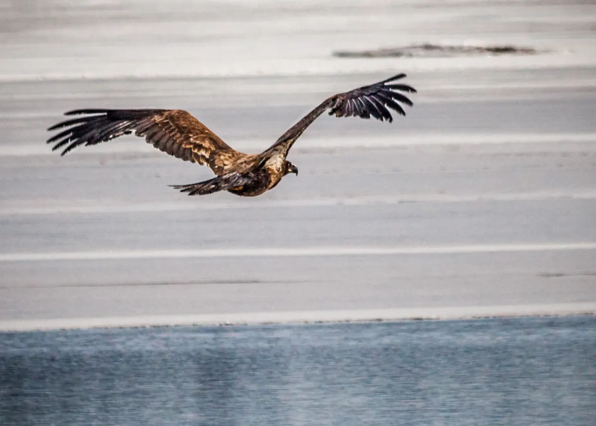 A young brown bald eagle flying low over a partly frozen river