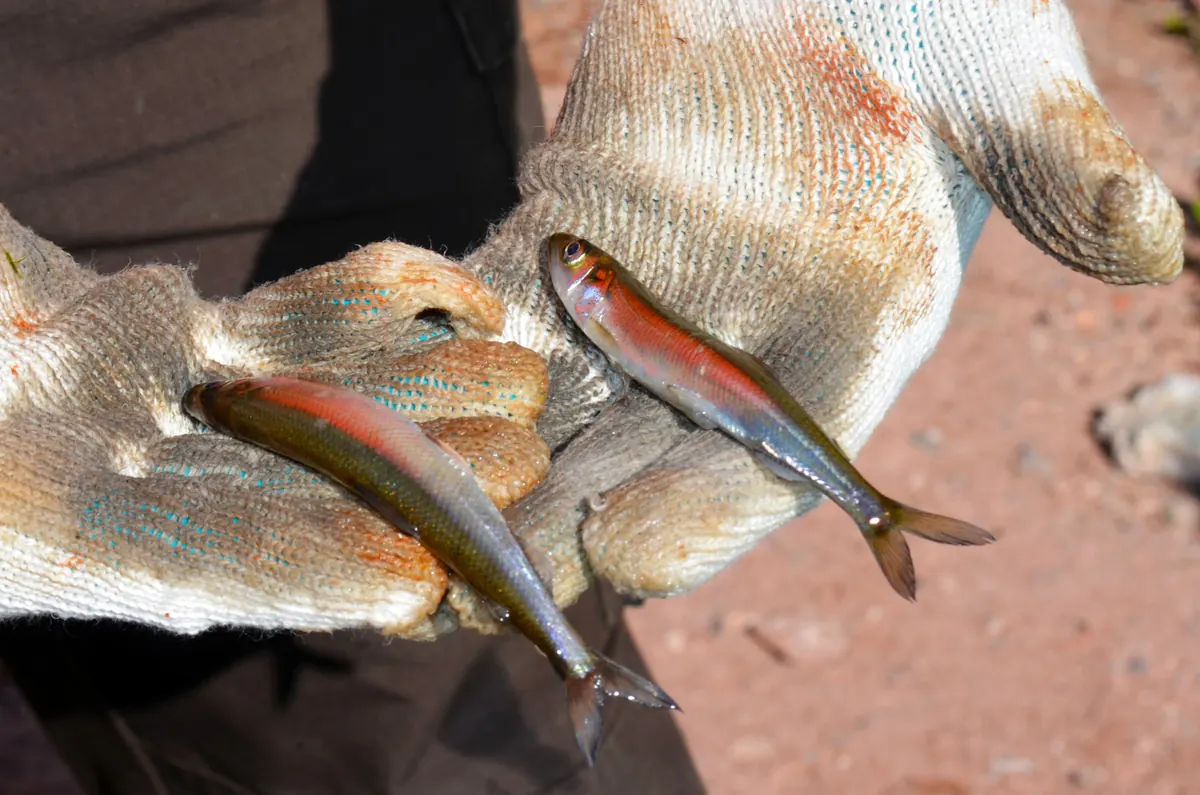 Two slender silvery fish with pink and blue sheen held in a gloved hand