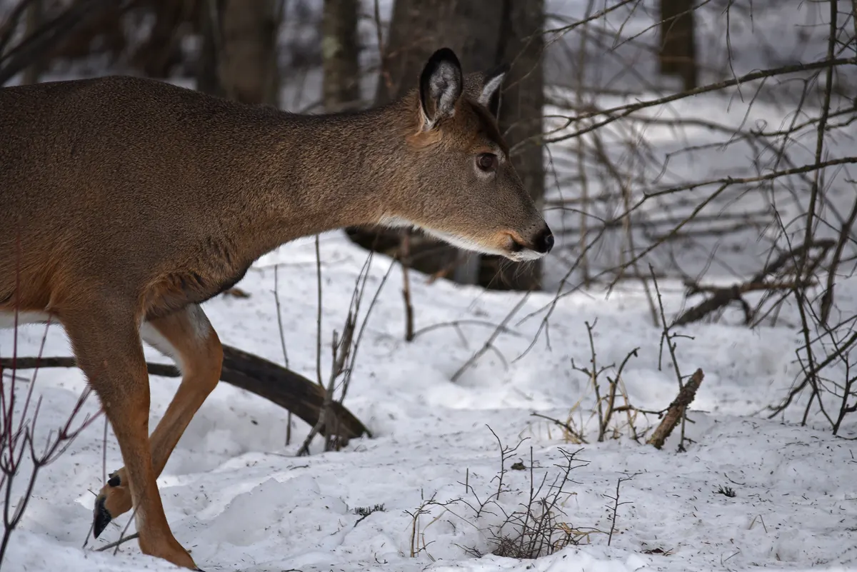 A white-tailed deer stepping through snow among bare saplings