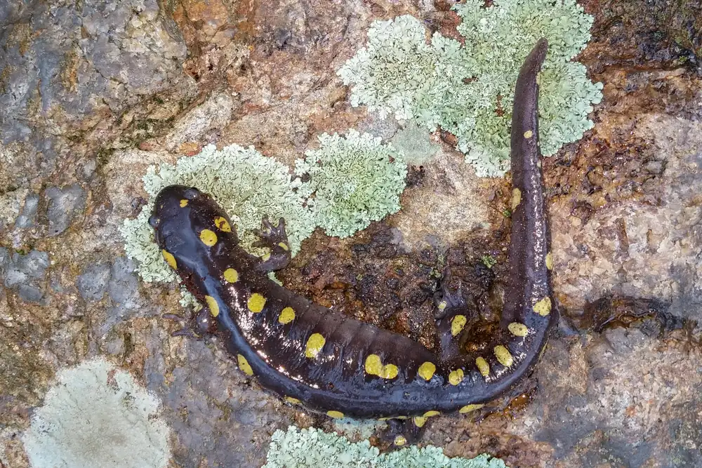 A spotted salamander with a glossy dark body and two rows of bright yellow spots lies curled on a wet rock beside patches of pale green lichen.