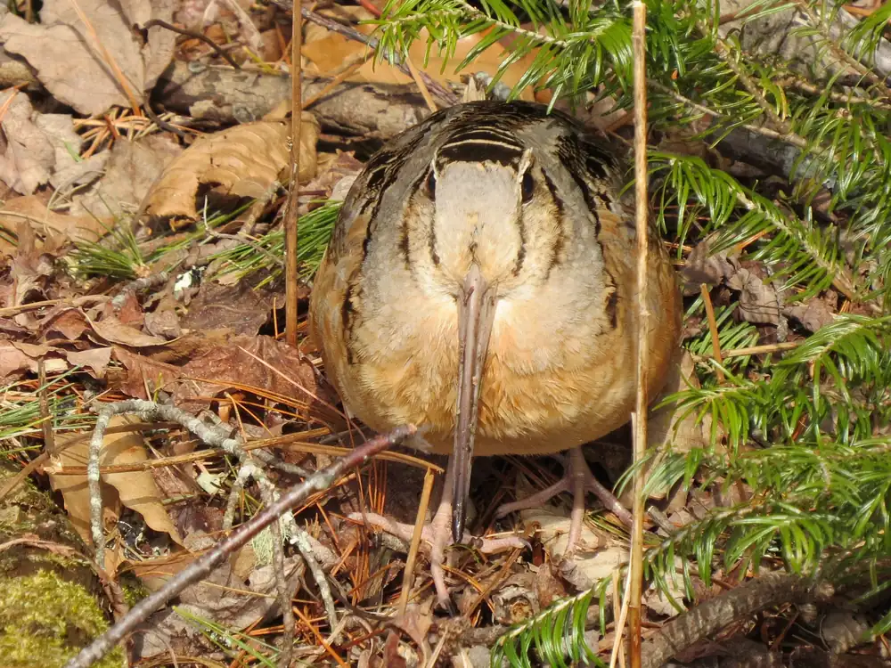 An American woodcock with a long bill, large dark eyes and mottled brown and buff plumage stands among dry leaves and fir needles, facing the camera.