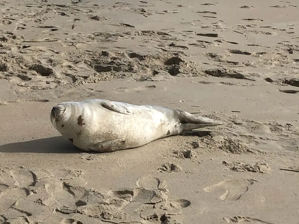 A harp seal with a pale, spotted coat lies on its side on a sandy beach with its eyes closed.