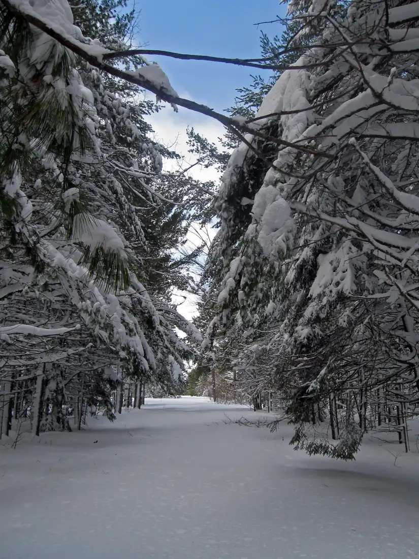 A snow-covered refuge road runs between pines whose branches are bent low under heavy snow, with blue sky above.