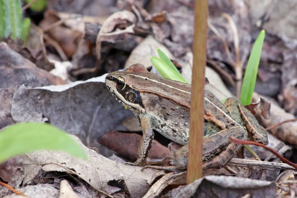 A brown wood frog with a dark mask through the eye and pale stripes sits among dry leaf litter with a few green shoots poking up.