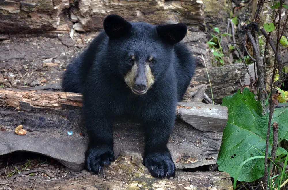 A young black bear with a tan muzzle sits on a log with its front paws hanging over the edge.