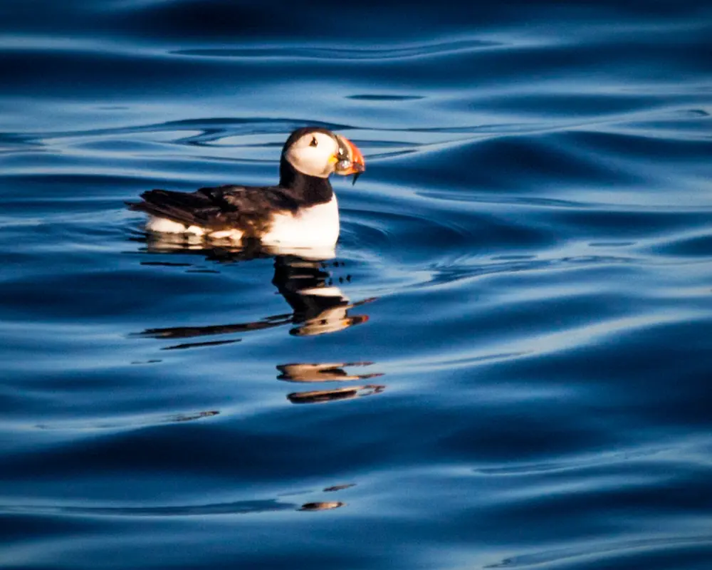 An Atlantic puffin with a bright orange bill holding small silvery fish floats on deep blue water.