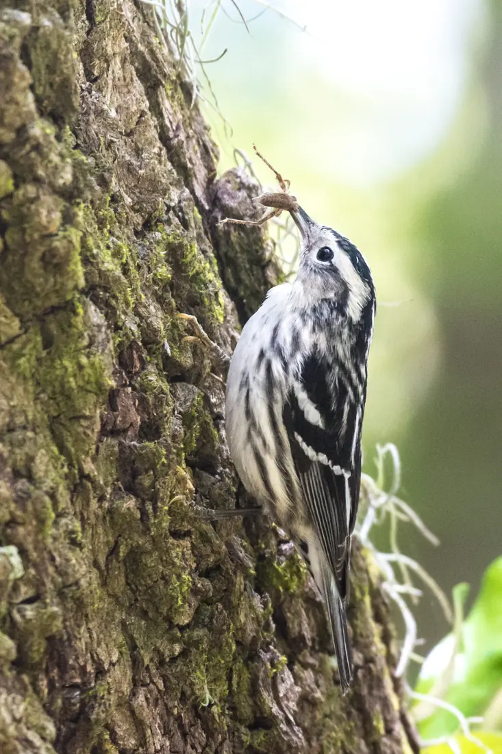 A black-and-white striped warbler clings to a mossy tree trunk with an insect in its bill.