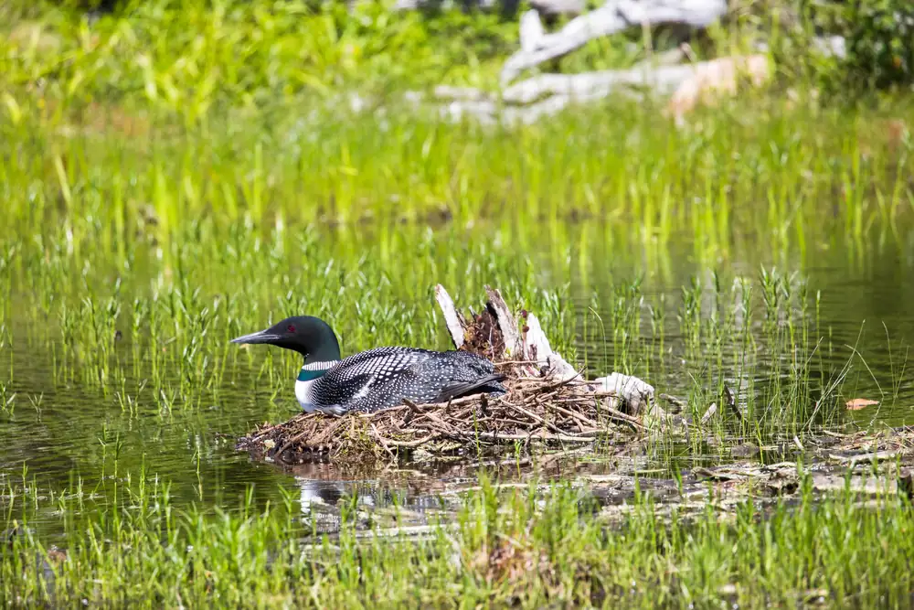 A common loon with a dark head and checkered back sits low on a nest of reeds at the edge of calm water.