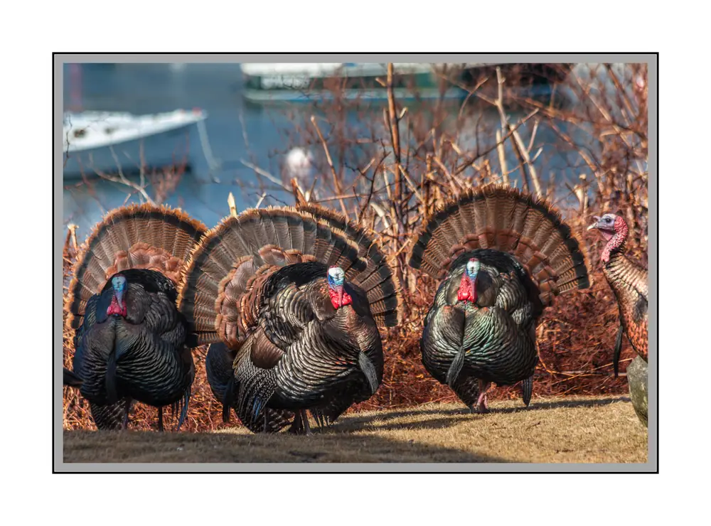 Three male wild turkeys with fanned tails and blue-red heads stand in a row on dry ground