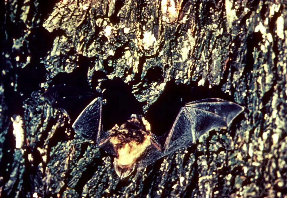 A small brown bat with outstretched wings clings to rough tree bark.