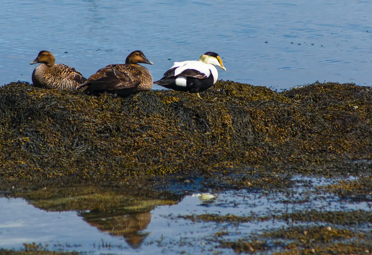 Two brown female common eiders and a black-and-white male with a pale green nape resting on a rockweed-covered ledge at the water's edge.