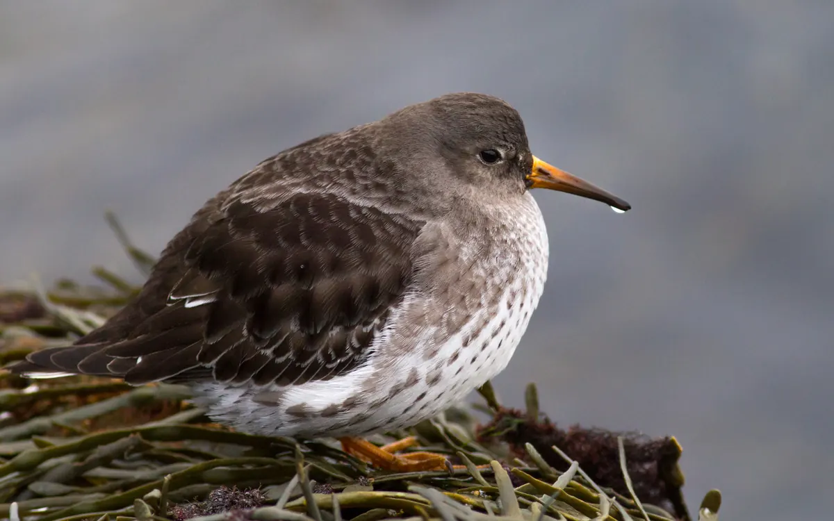 A plump gray shorebird with a scaly brown back, white belly and orange-based bill hunched on wet seaweed.