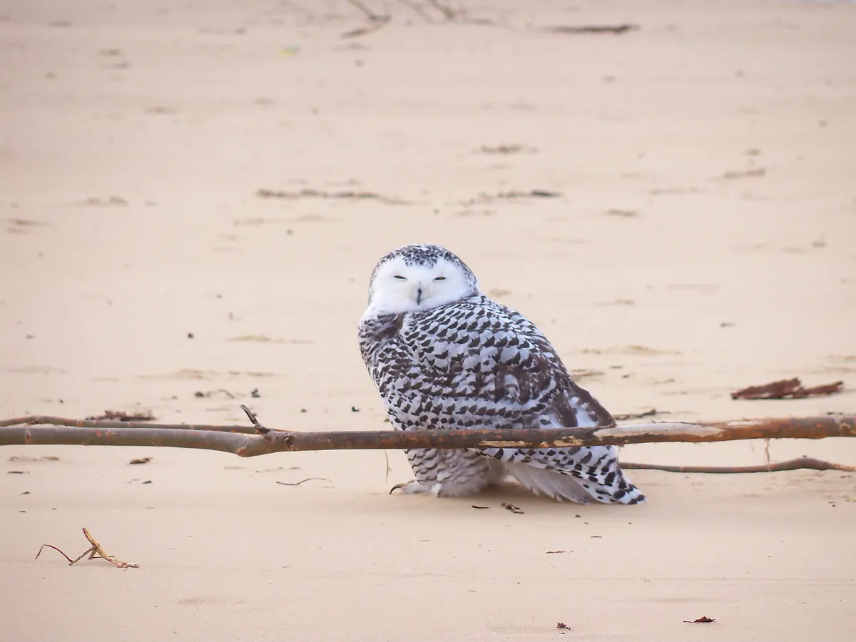 A white snowy owl with dark barring sitting on bare sand behind a fallen branch, eyes half closed.