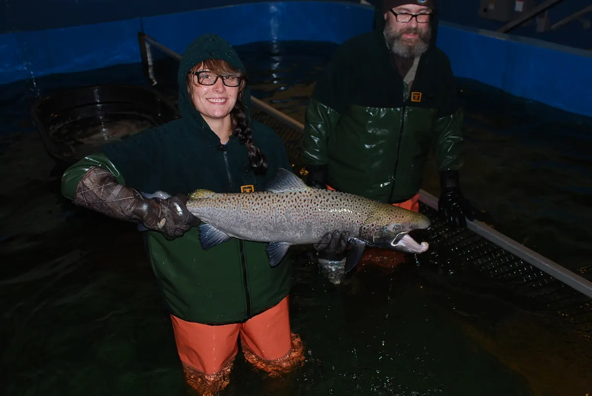 A hatchery worker in waders standing in a tank holds up a large spotted adult Atlantic salmon, with a second worker behind her.