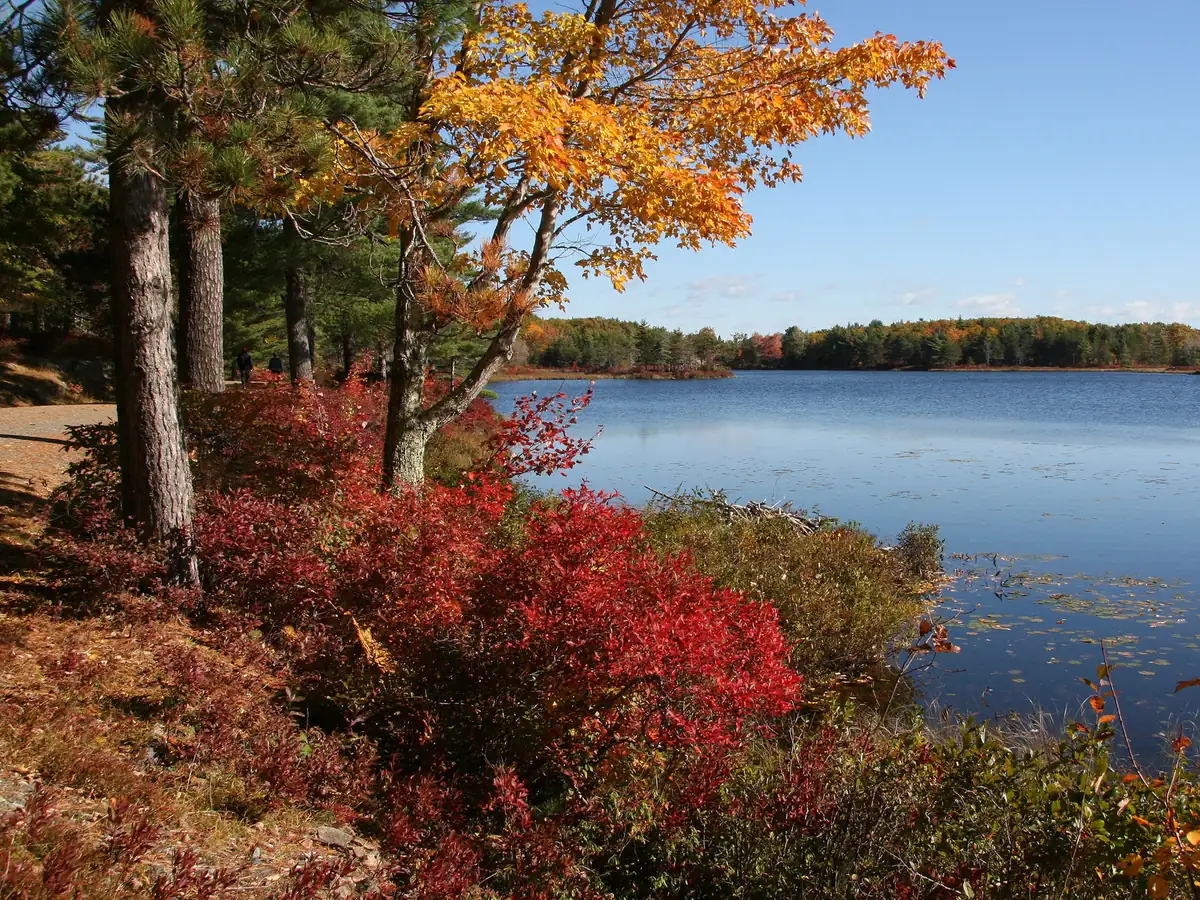 Red shrubs and an orange-leaved tree beside white pines on the shore of a calm blue lake, with a line of autumn woods on the far bank under a clear sky.