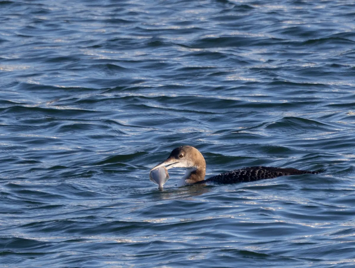 A common loon in gray-brown winter plumage swimming on rippled blue water with a small silver fish in its bill.