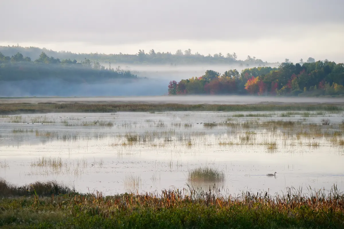 Morning mist lifting off a shallow marsh, with red and orange trees on a far shore and a single waterbird on the still water.