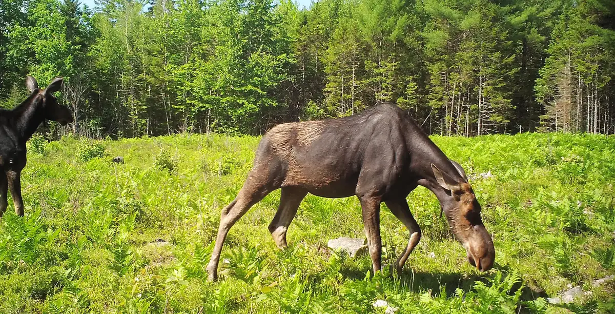 A trail camera view of two moose browsing in a sunny clearing of ferns and young growth, with spruce and fir behind them.