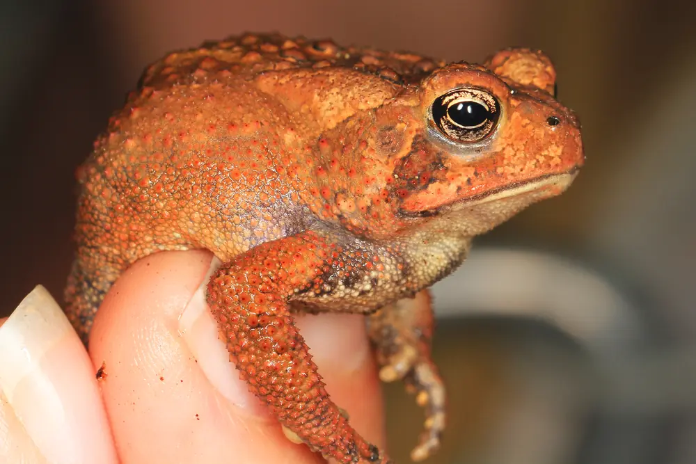 A reddish-brown American toad with warty skin and a gold-ringed eye held gently in a person's fingers
