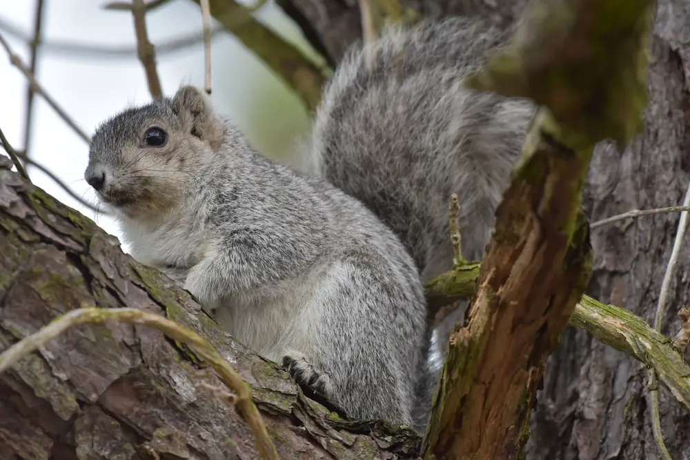 A silver-gray Delmarva fox squirrel with a large bushy tail sitting on a tree branch