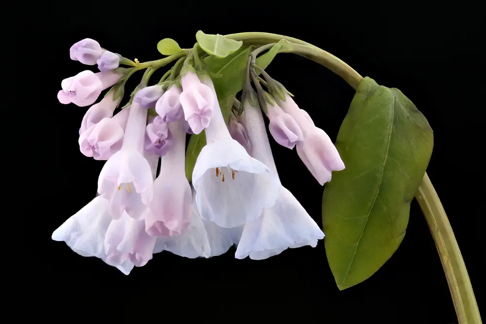 A drooping cluster of Virginia bluebell flowers, pink buds at the top and pale blue trumpets below, against a dark background
