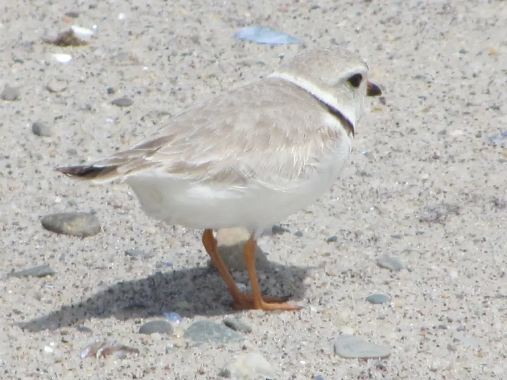 A small sand-colored plover with a black neck band and orange legs standing on a pebbly beach