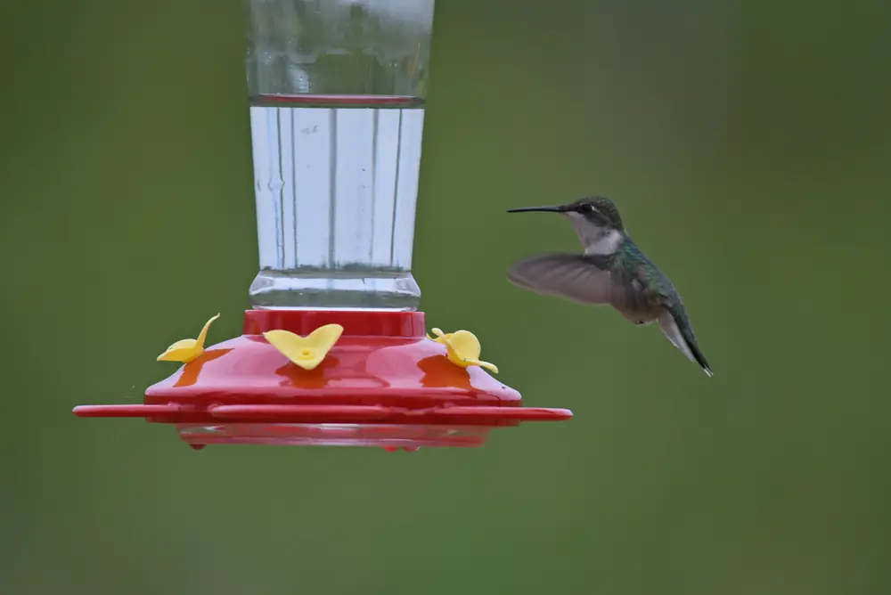 A female ruby-throated hummingbird hovering beside a red and yellow nectar feeder against a soft green background