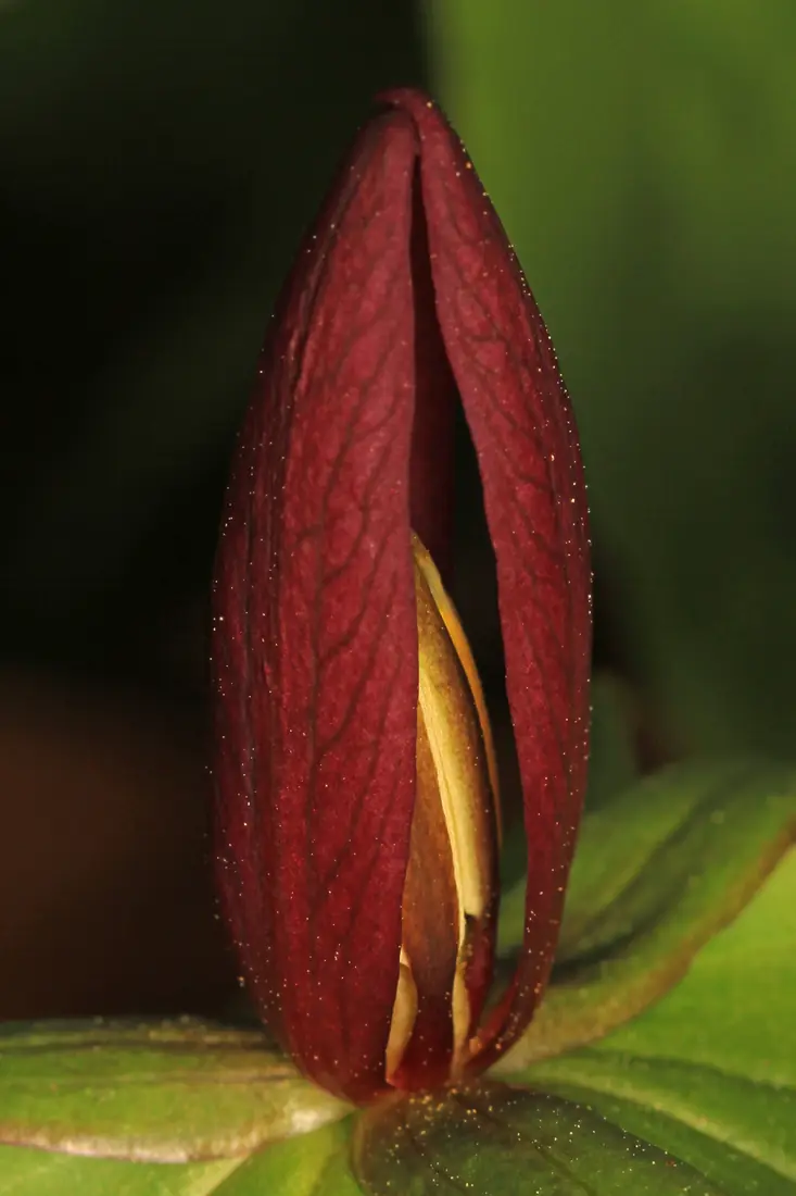 A tightly closed maroon trillium flower stands upright above green leaves against a dark background