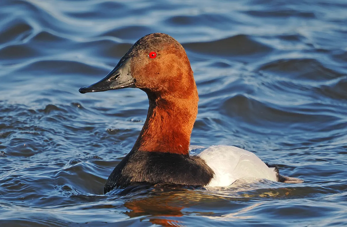 A male canvasback with a rust-red head and neck, red eye, long black bill, black chest and white body swimming on blue water.