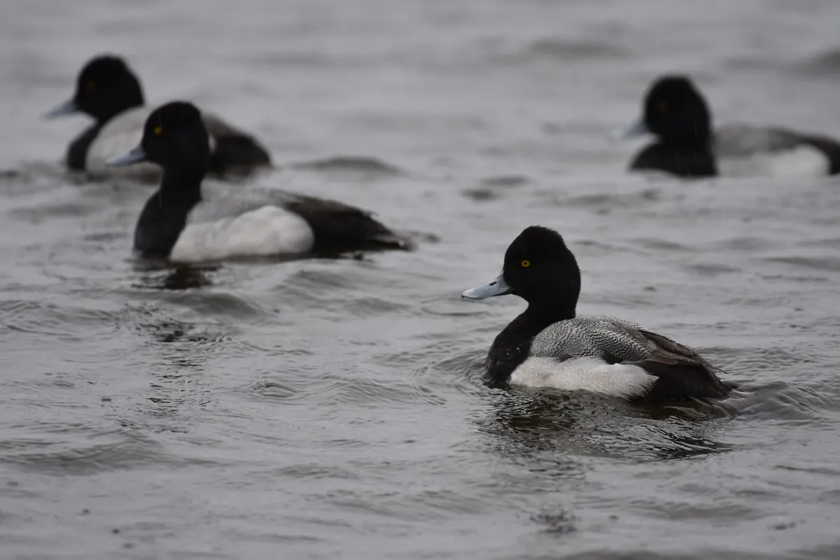 Four male scaup with glossy dark heads, gold eyes, gray-marked backs and white sides swimming on choppy gray water.