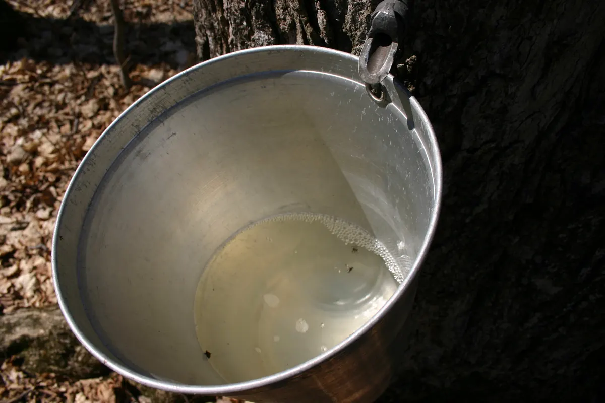 Clear maple sap with a little foam collected in a metal bucket hanging from a tapped tree trunk above dry leaves