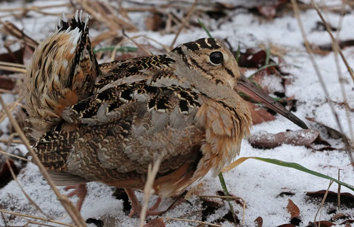 An American woodcock with a long bill and mottled brown plumage standing on thin snow among dead leaves