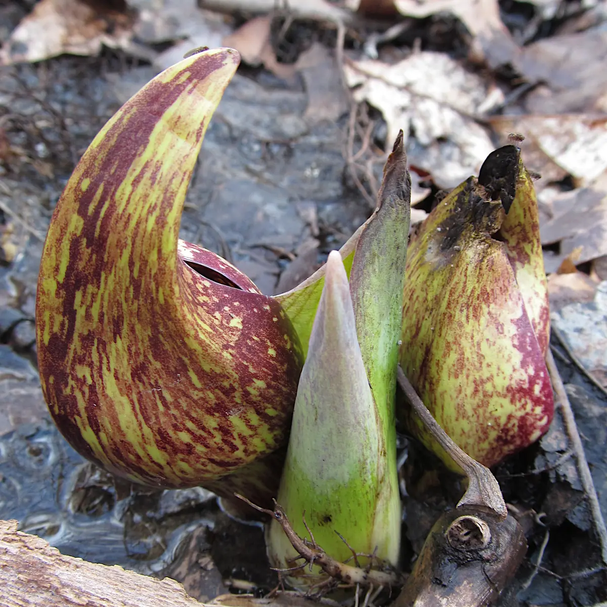 Mottled maroon and yellow-green skunk cabbage hoods and a pale green leaf shoot emerging from wet ground