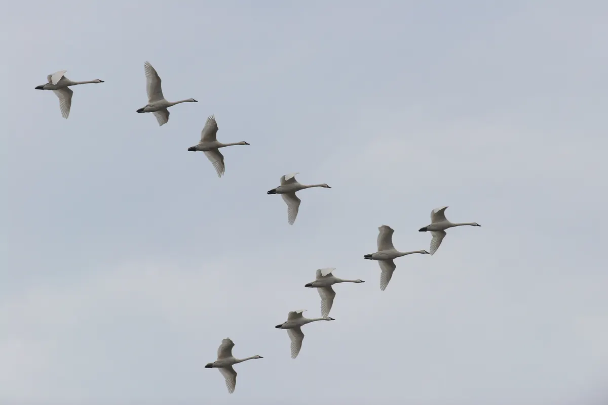 A long line of white tundra swans flying in formation against a pale gray sky