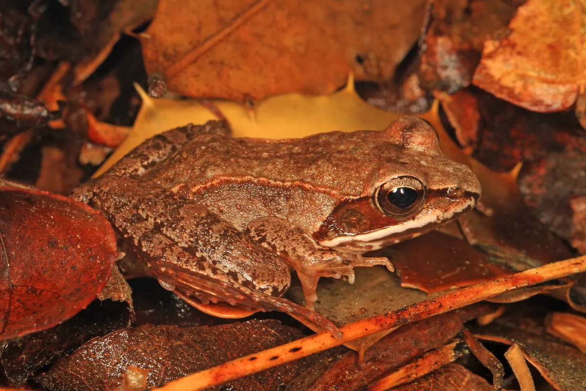A brown wood frog with a dark mask behind its eye resting among fallen brown leaves