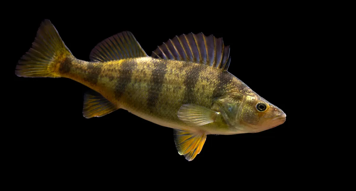 A yellow perch with dark vertical bars on a golden-green body and orange lower fins, shown against a black background