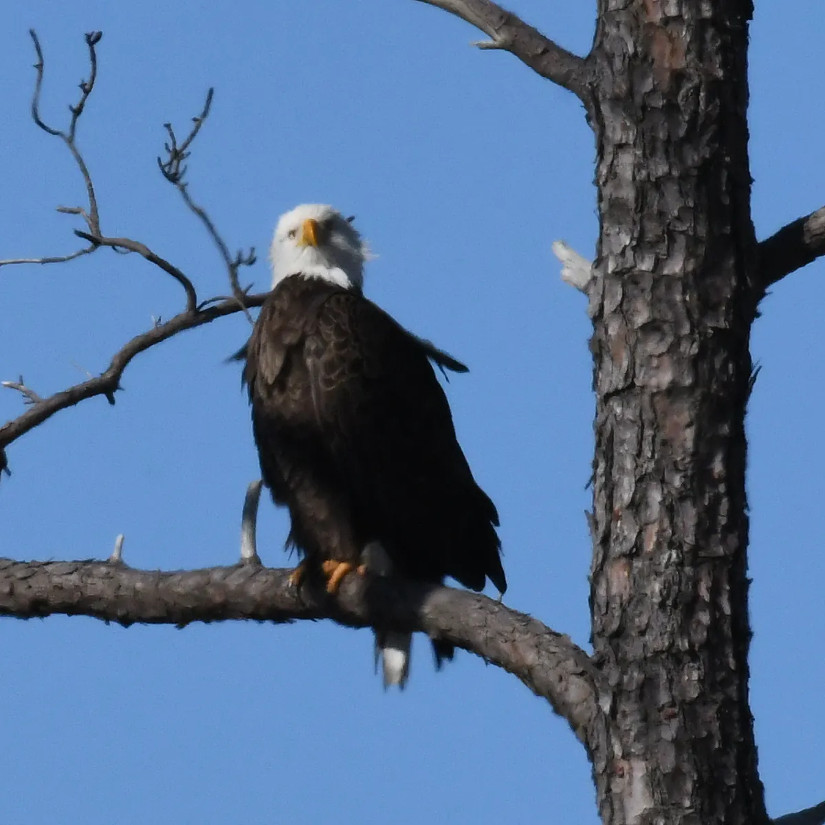 An adult bald eagle with a white head perched on a pine branch beside the trunk against a deep blue sky.