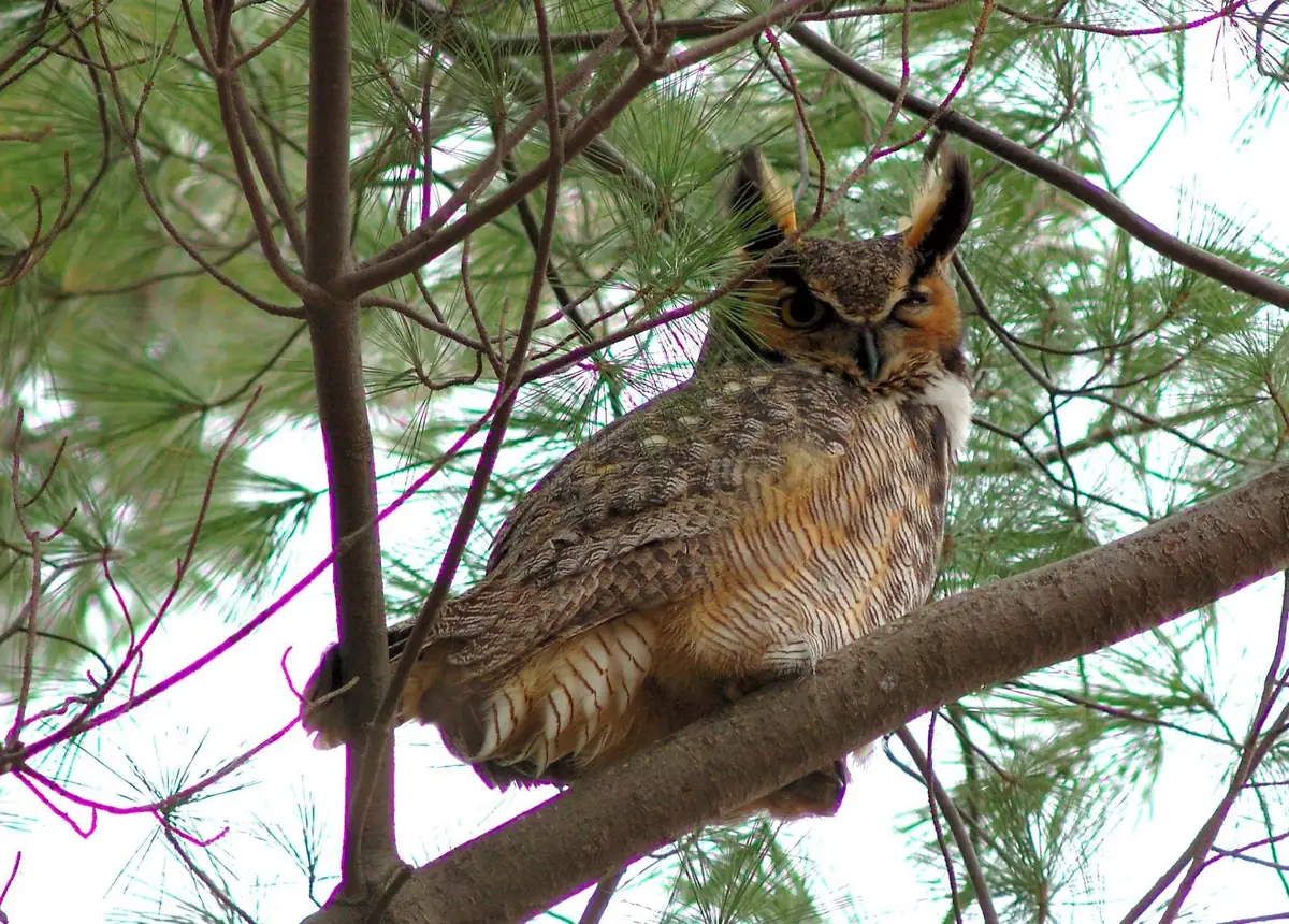 A great horned owl with tall ear tufts and orange facial disk perched on a branch among pine needles.