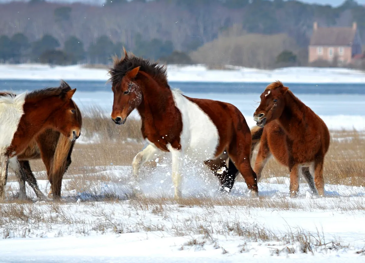 Three shaggy wild ponies, two brown and one brown-and-white pinto, kicking up snow in a frozen salt marsh, with an icy bay and an old brick house behind them.