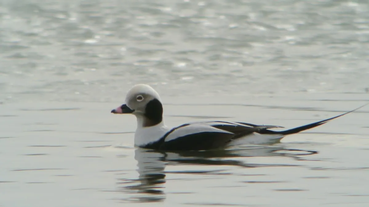 A white-headed drake long-tailed duck with a dark cheek patch and a long thin tail swimming on calm gray water.