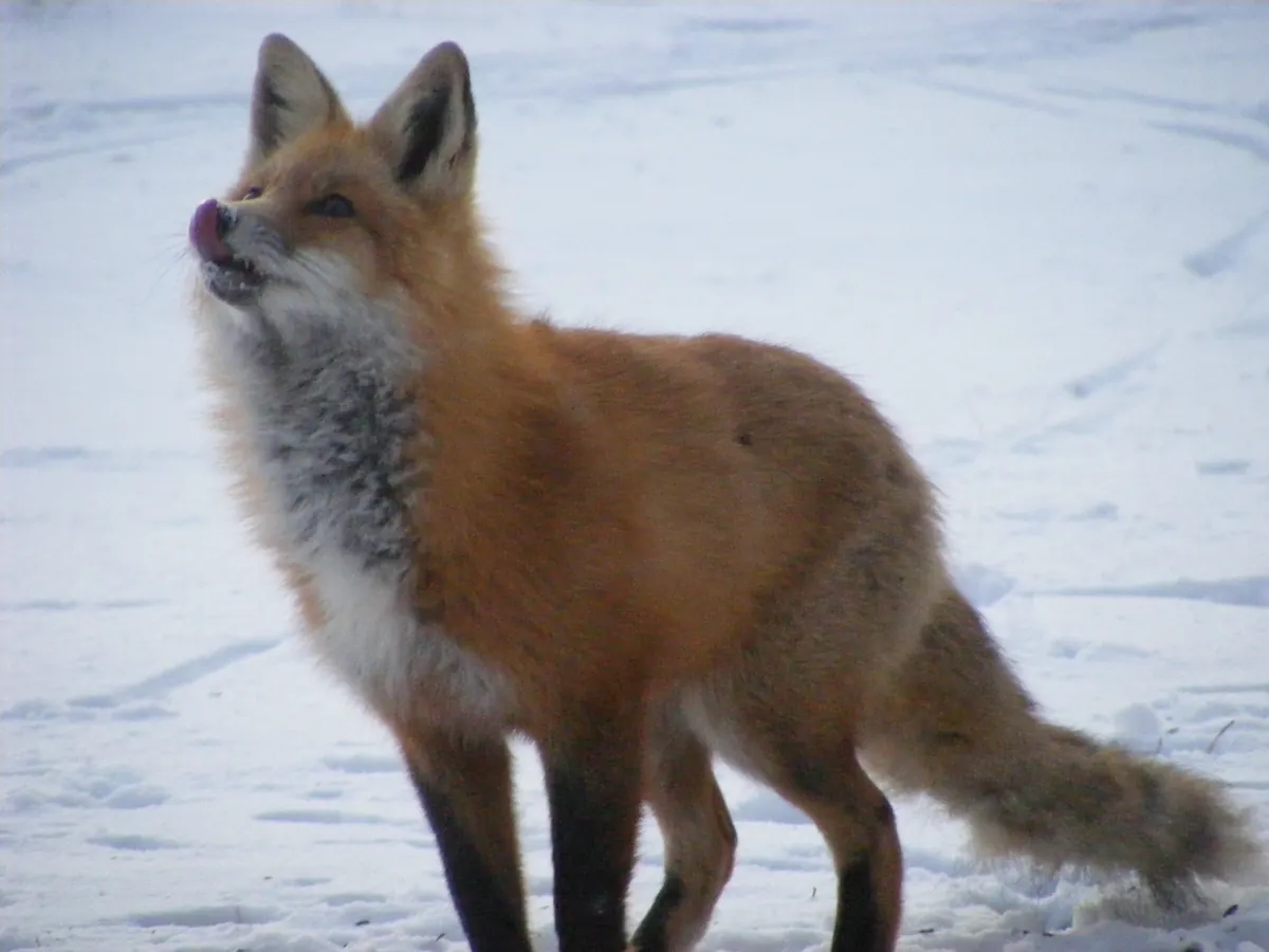 A red fox with a thick orange coat and black legs standing on packed snow, licking its nose and looking up.