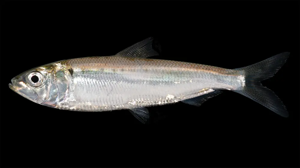 A silvery American shad with a dark shoulder spot and forked tail photographed against a black background