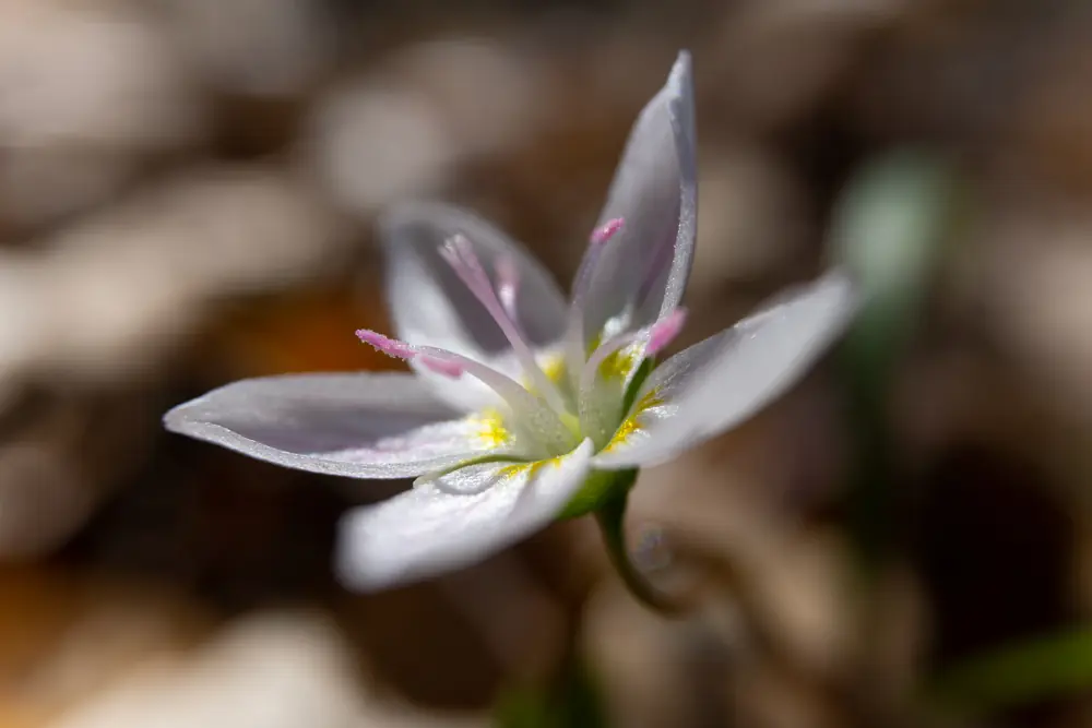 A single white flower with five petals finely streaked with pink and yellow-tipped centers, in sharp focus against a soft brown background of leaf litter