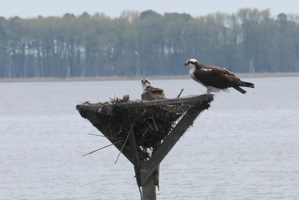 Two ospreys on a stick nest atop a wooden platform in open water, with a bare line of trees on the far shore