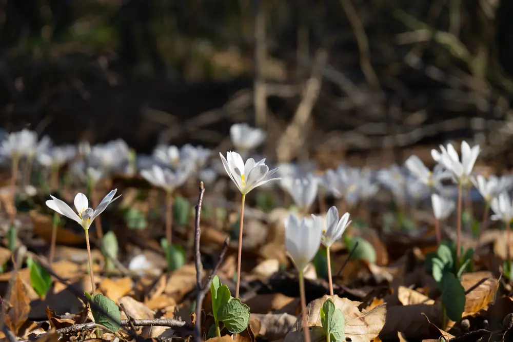 A carpet of white bloodroot flowers on slender stalks rising from brown leaf litter in a bare woodland