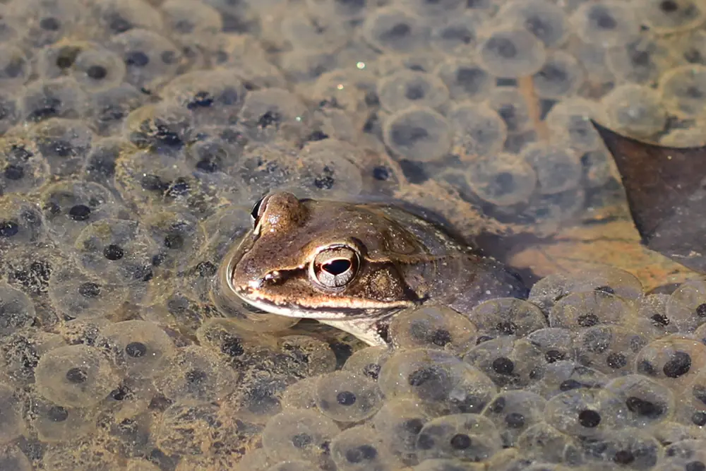 A brown wood frog with a dark mask floating among a jelly-like mass of round frog eggs in shallow water
