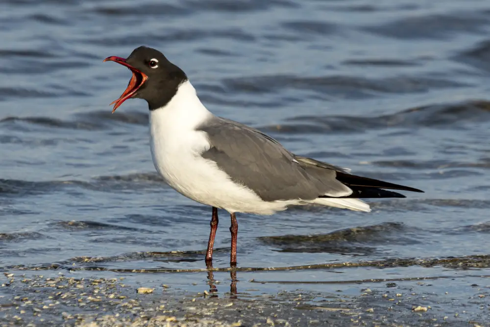 A laughing gull with a black head and red bill stands at the water’s edge calling